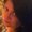 Photo of Lorie B.