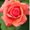 Photo of sofi o.