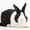 Photo of Bunny D.