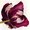 Photo of Tulip J.