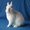 Photo of ChubbyBunny I.