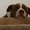 Photo of Bogey