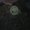 Photo of K. G.