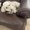 Photo of PupPreview P.