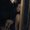 Photo of Ayesha Naaz F.
