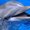Photo of Dolphin D.