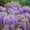 Photo of Purple F.