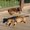 Photo of Puppy Lover T.