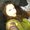 Photo of Shondra T.