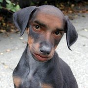 google avatar