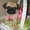 Photo of PugPuppy B.