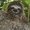 Photo of Sloth S.