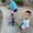 Photo of Zameer K.