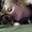 Photo of Shandra E.