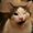 Photo of Cookielu P.