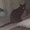 Photo of Boogaboo T.