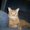 Photo of Tabby T.