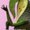 Photo of Frugel F.