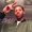 Photo of Judah M.