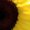 Photo of Sun F.