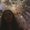 Photo of Shideh M.