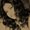 Photo of Mariam N.