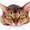 Photo of Page P.
