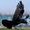 Photo of Nevermore B.