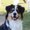 Photo of AgilityVideos4You U.