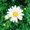 Photo of Jazmin E.