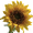 Photo of Sun F.