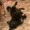 Photo of Pets At Ease Pet Service M.