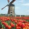 Annemieke F.