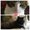 Photo of Moose M.