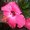 Photo of Tropical Linda K.