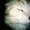 Photo of Liz M.