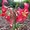 Photo of Amaryllis G.
