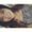 Photo of Brianna G.