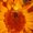 Photo of Thorium K.