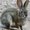 Photo of Conejo J.