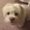 Photo of Pinot S.