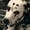 Photo of Pongo Dogg B.