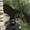 Photo of Ankit A.