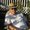 Photo of Gussippie F.