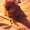 Photo of Tibbs K.