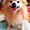 Photo of Pomeranian F.