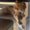 Photo of Meower S.
