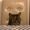 Photo of Nubby N.