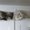 Photo of Cat H.