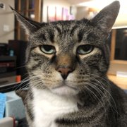 google avatar